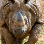 Great Rhino Deluxe слот игра обзор для молодежи