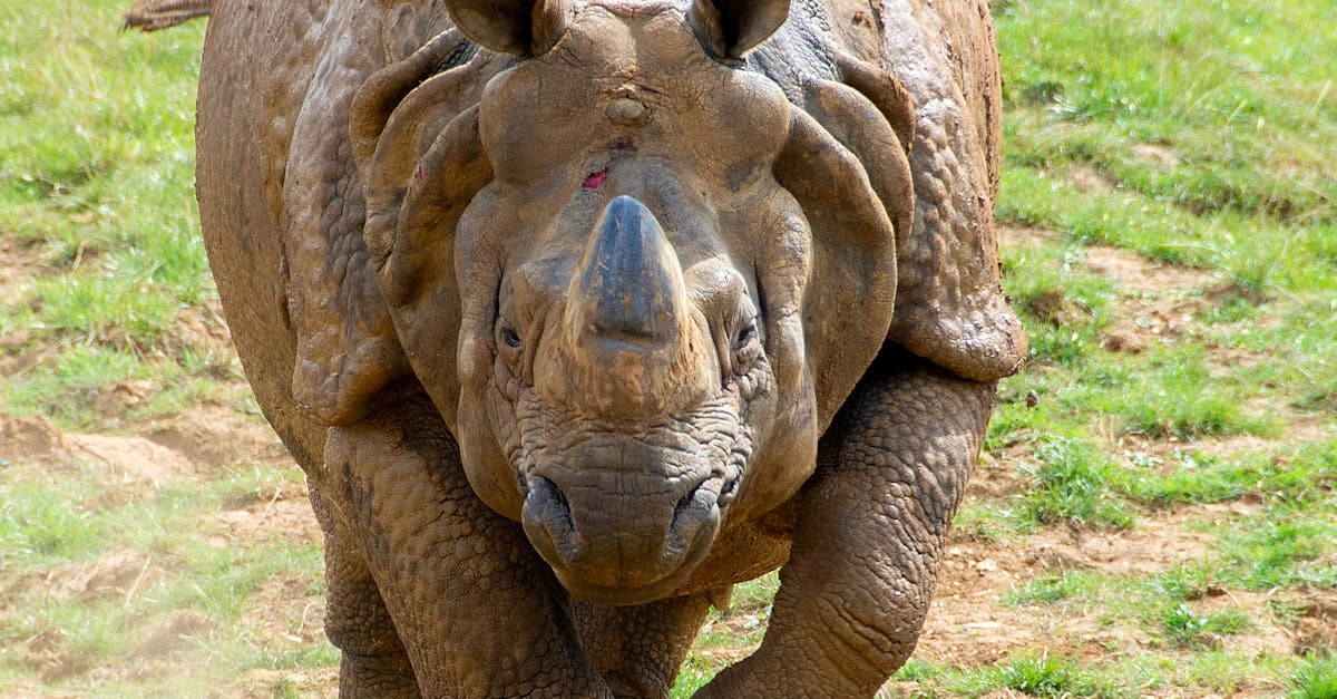 Great Rhino Deluxe слот игра обзор для молодежи