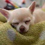 Программы лояльности казино без депозита для молодежи